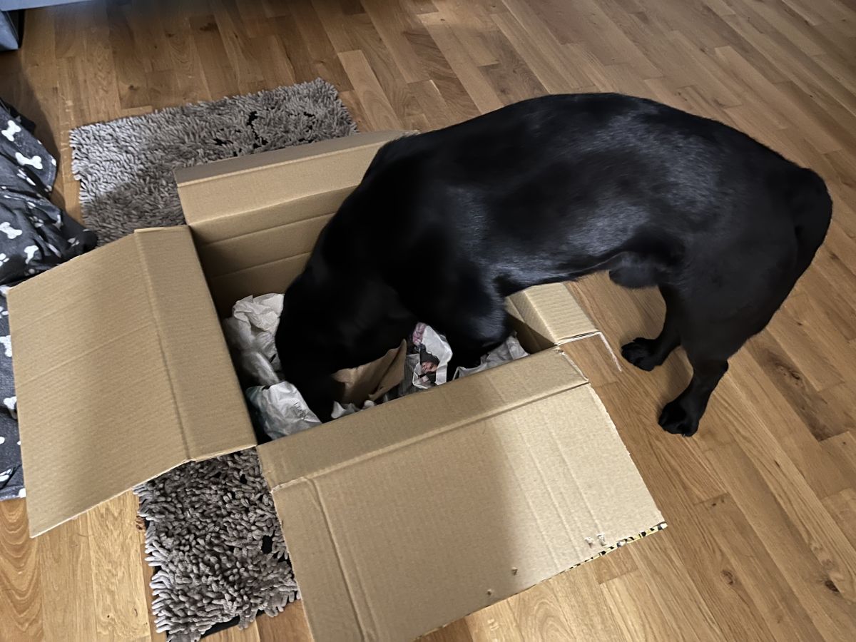 Nino steckt den Kopf tief in eine geöffnete Kartonschachtel mit zerknülltem Papier.