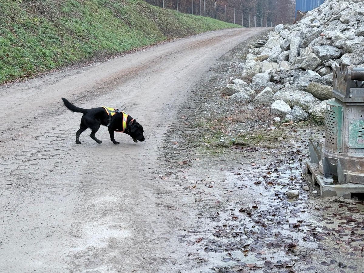 Nino trailt mit gesenkter Nase über einen Kiesweg, rechts aufgeschichtete Steinblöcke.
