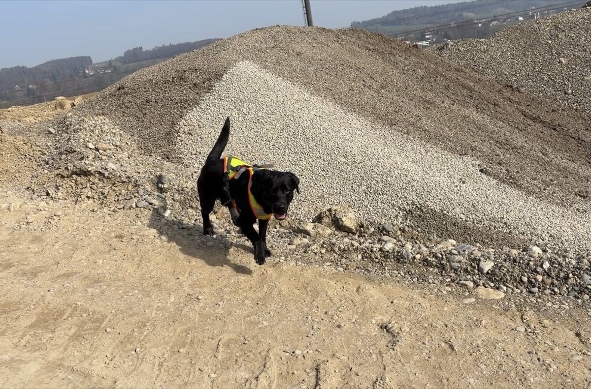 Nino sucht frei, ohne Leine, zwischen grossen Kieshaufen auf dem KIBAG-Gelände und schaut in die Kamera.