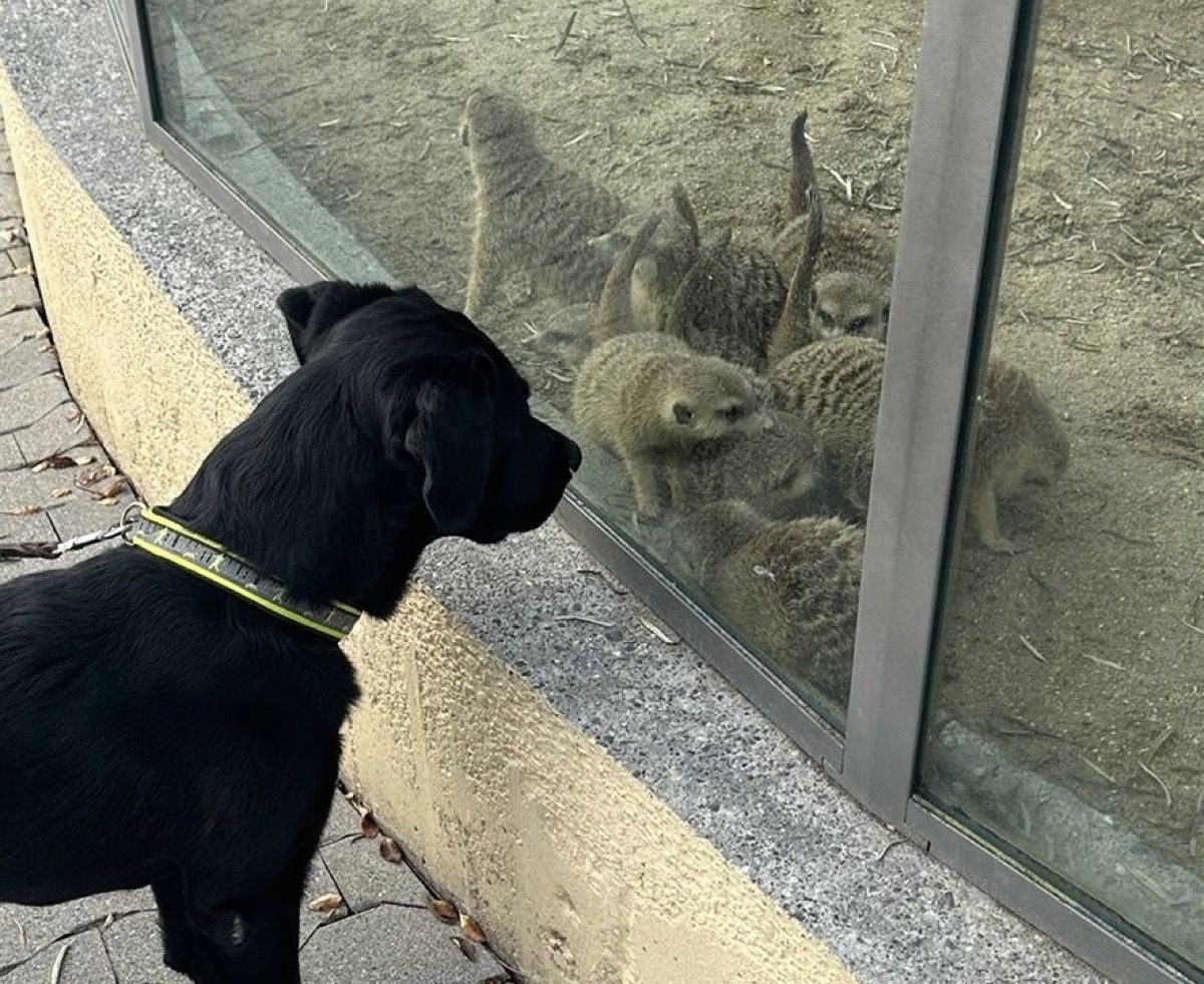 Nino im Profil schaut durch eine Scheibe zu mehreren Erdmännchen im Gehege.