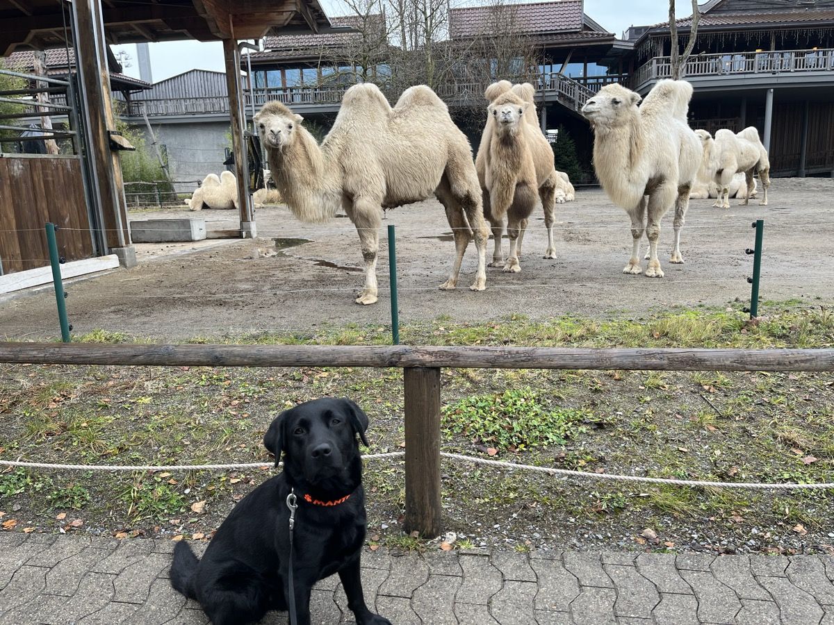 Nino sitzt an der Leine vor dem Kamelgehege im Knies Kinderzoo.