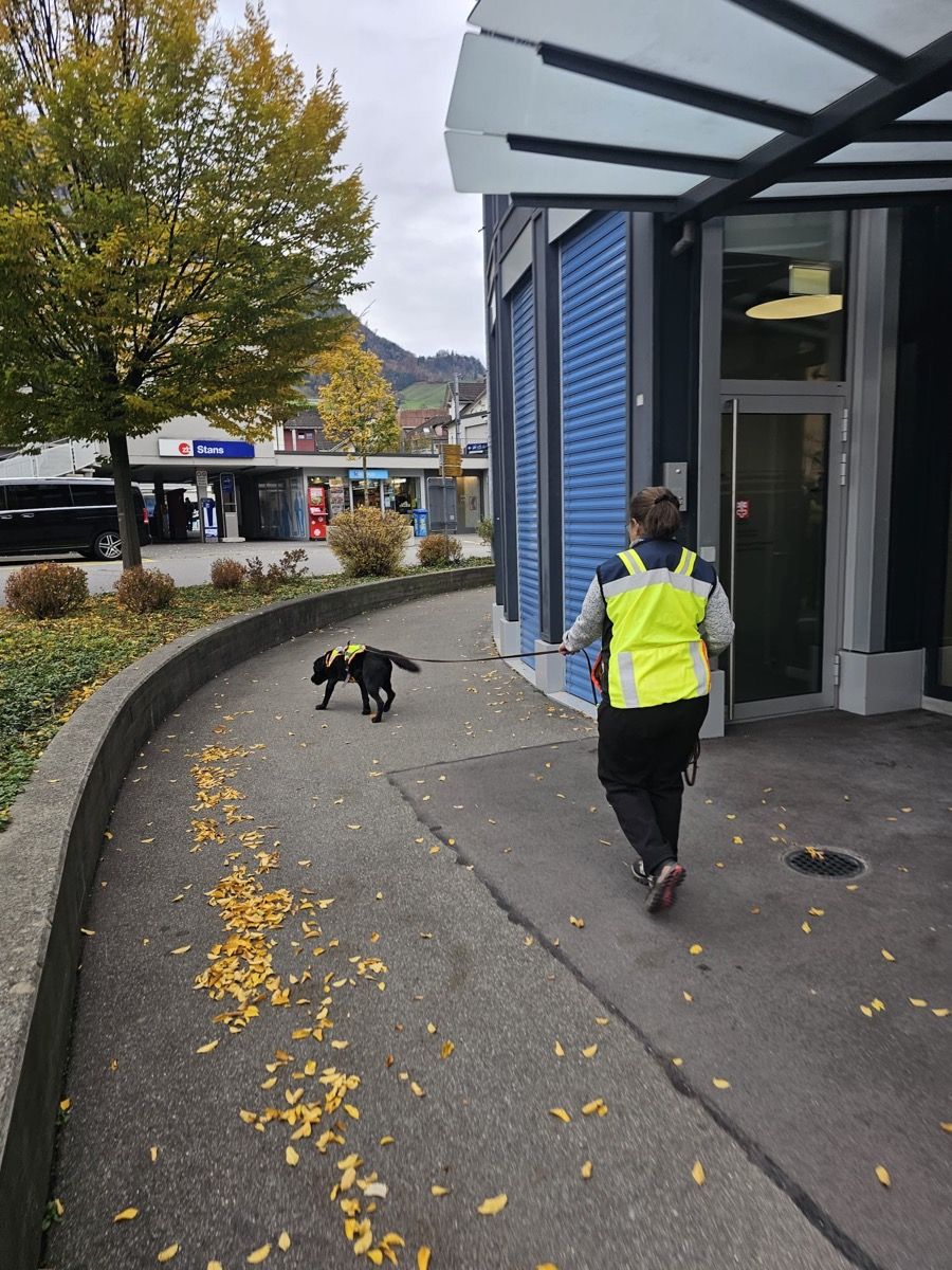 Nino läuft im Suchgeschirr auf einem Gehweg voraus, die Trainerin folgt in Warnweste an der Leine.