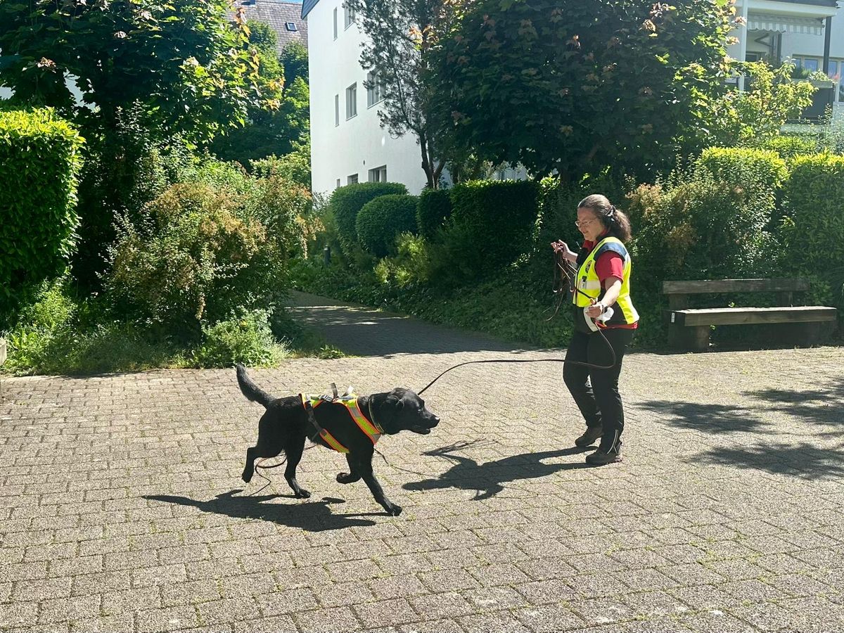 Nino trailt im Suchgeschirr an der langen Leine über einen gepflasterten Platz, Manuela folgt mit der Leine.