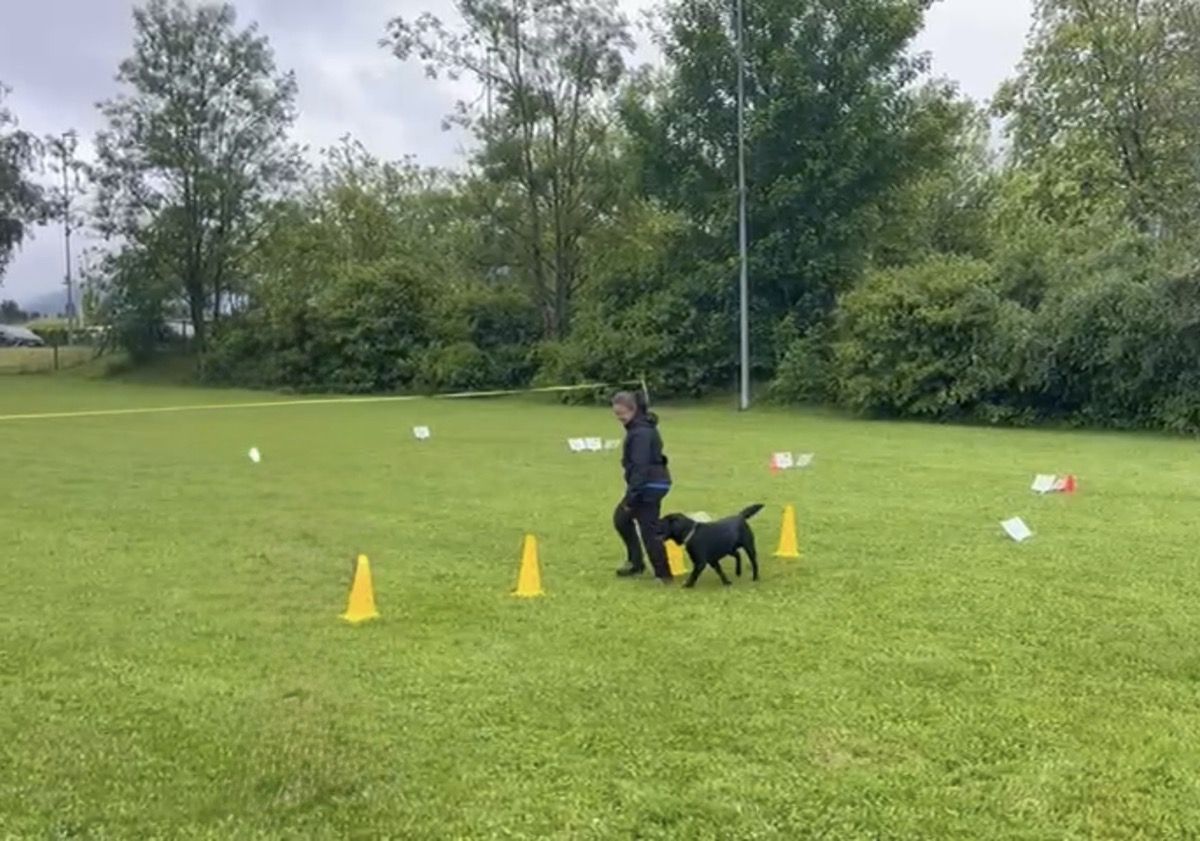 Nino springt im Rally-Obedience-Parcours durch einen orangen Reifen, Manuela läuft neben ihm.