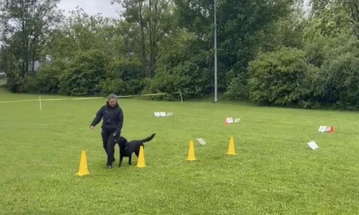Nino und Manuela laufen im Rally-Obedience-Parcours zwischen gelben Hütchen und nummerierten Schildern auf einer Wiese.