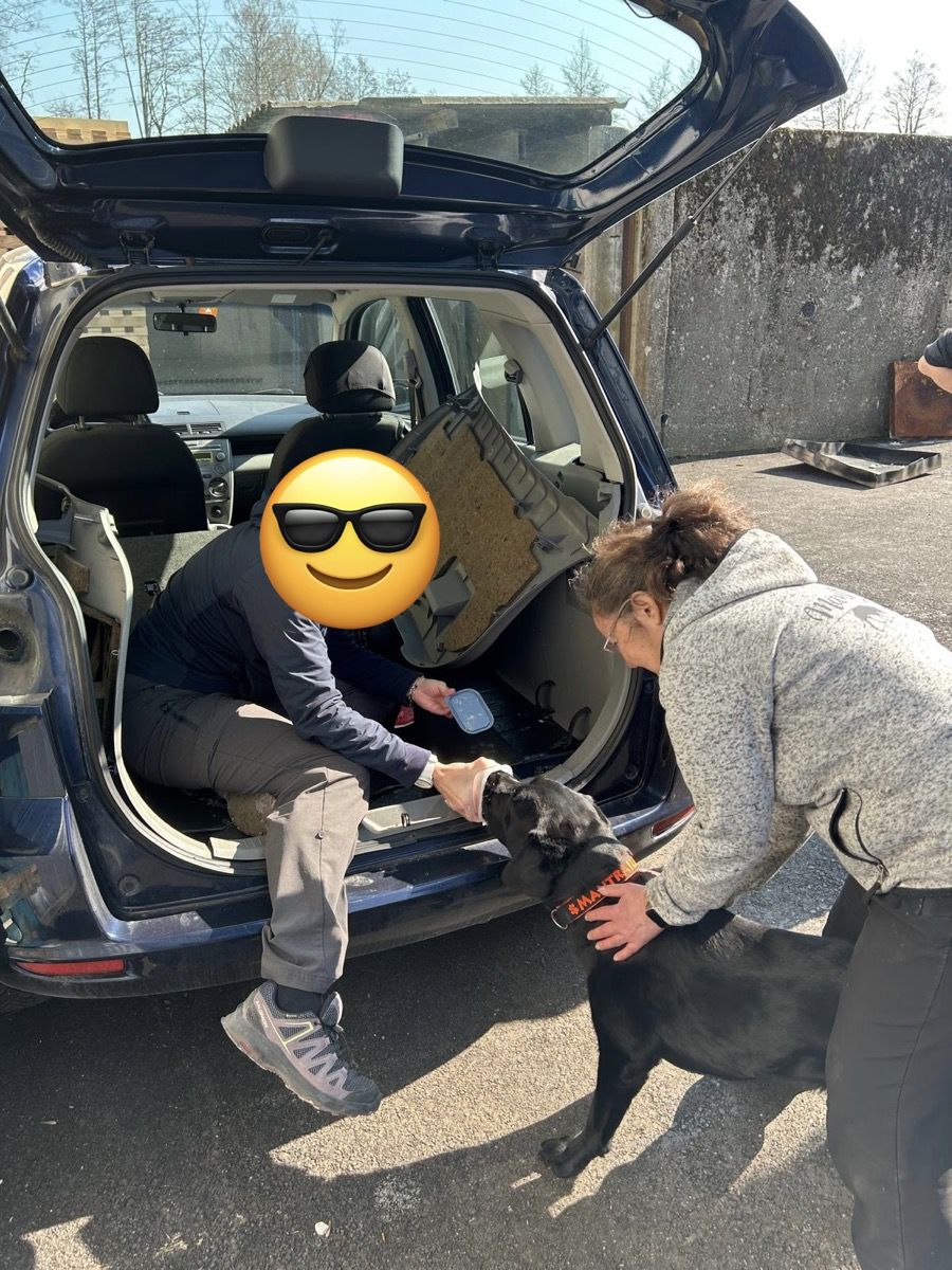 Nino schnuppert im geöffneten Kofferraum eines Autos an einem blauen Behälter, den ihm eine Trainerin nach dem Fund der Versteckperson reicht.