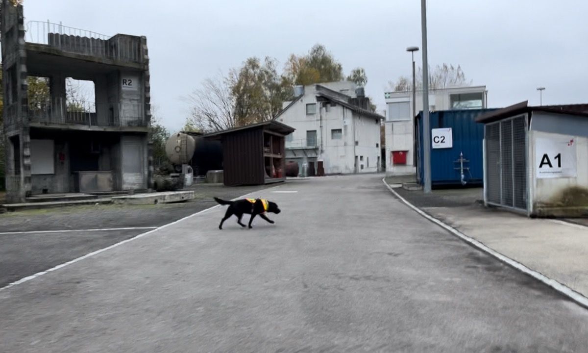 Nino sucht ohne Leine im Suchgeschirr zwischen den Ruinengebäuden eines Übungsdorfs.