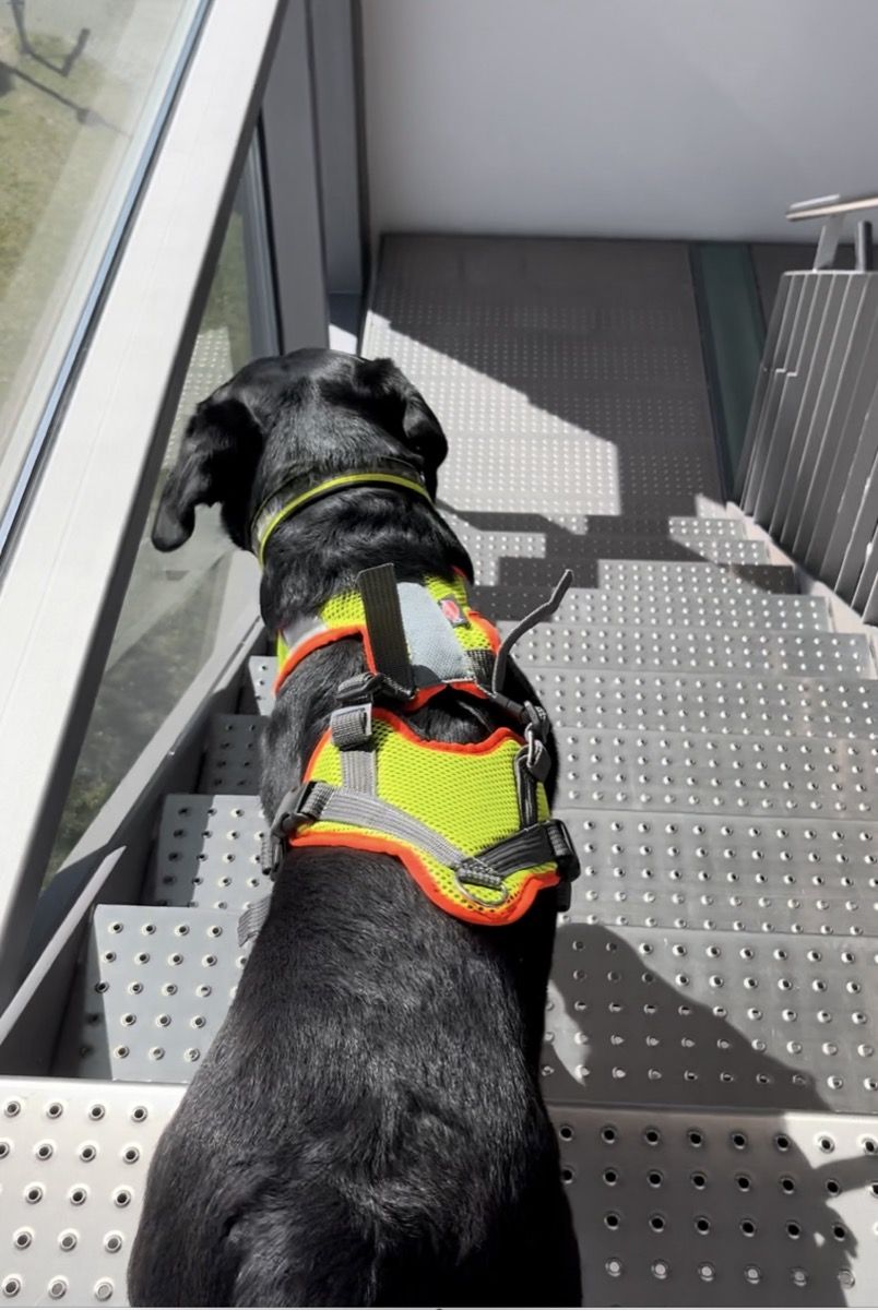 Nino im gelben Suchgeschirr steht am Fuss einer Metalltreppe im Schulhaus Sennweid und blickt nach oben.