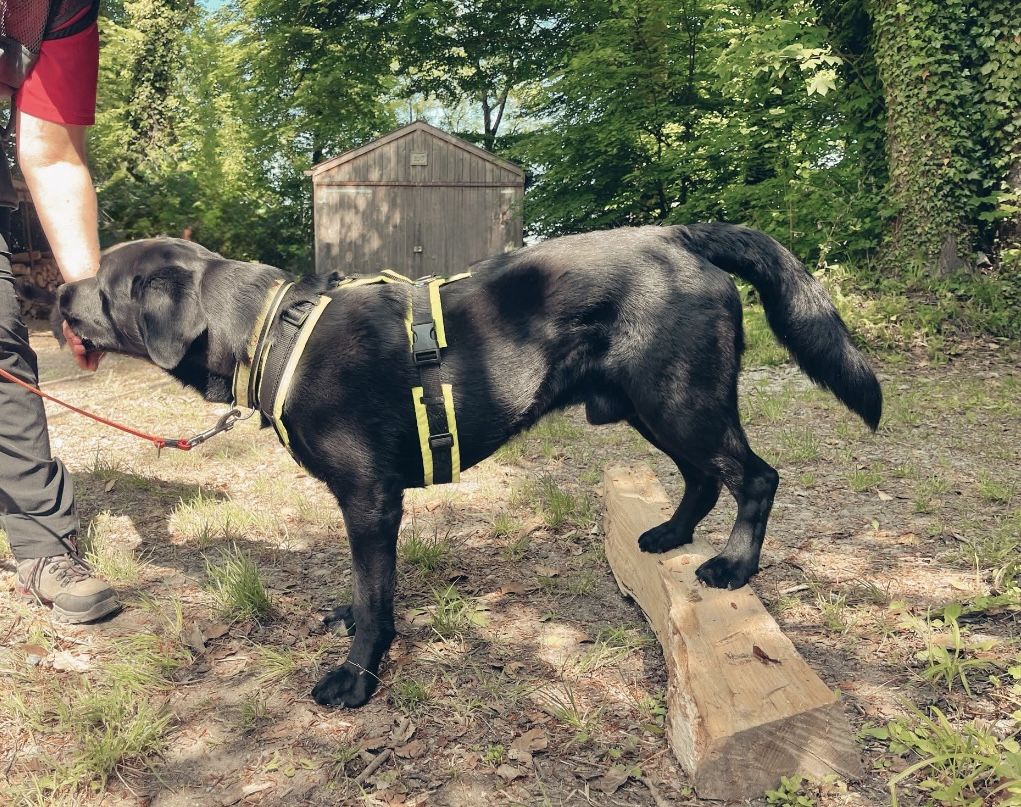 Nino im Geschirr balanciert mit den Vorderpfoten auf einem Baumstamm im Wald.