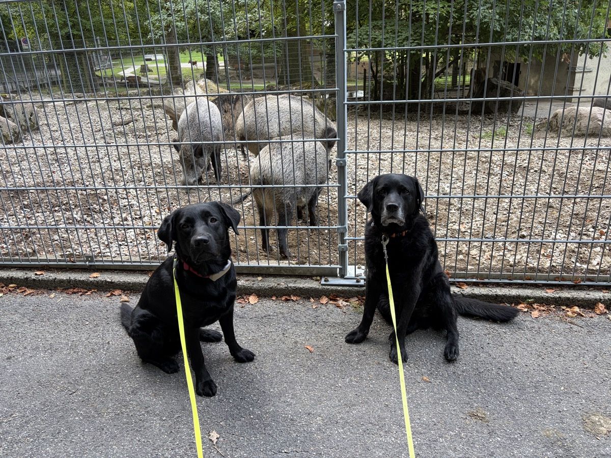 Nino und Joschi sitzen an der Leine vor einem Gehege mit Wildschweinen.