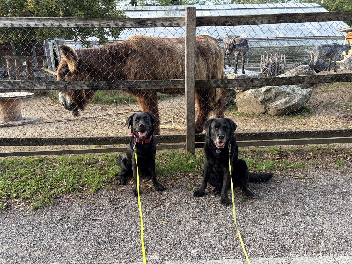 Nino und Joschi sitzen an der Leine vor einem Gehege mit einem Esel und Ziegen.