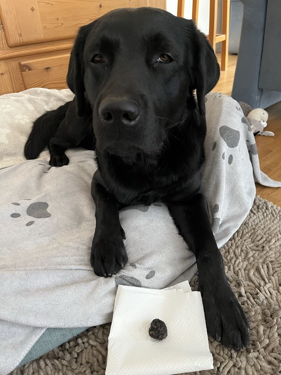 Nino liegt auf seinem Hundebett, davor auf einem Papiertuch der gefundene Trüffel.