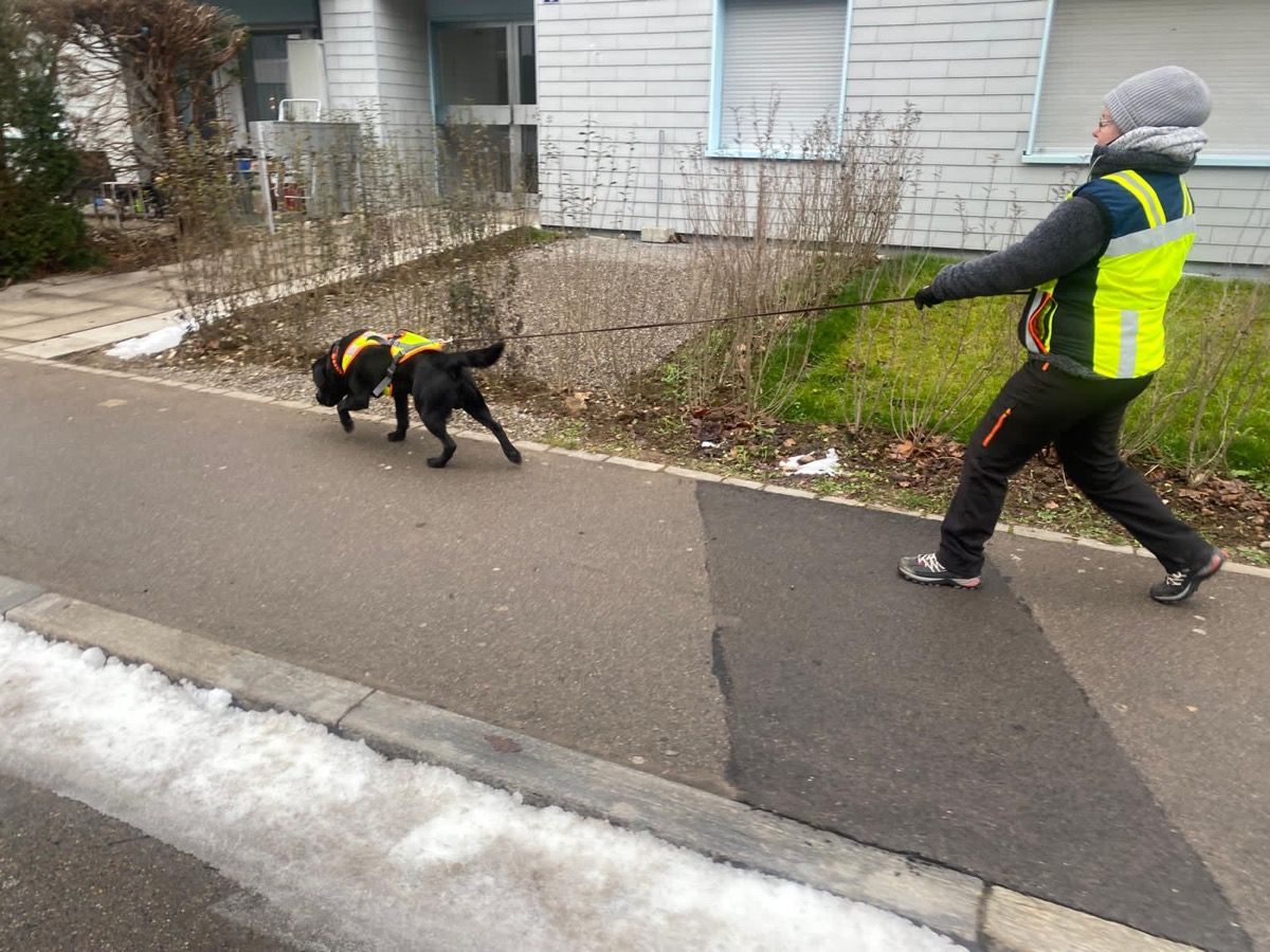 Nino zieht im winterlichen Wohnquartier an der Trainingsleine voraus, die Trainerin folgt in Warnweste.