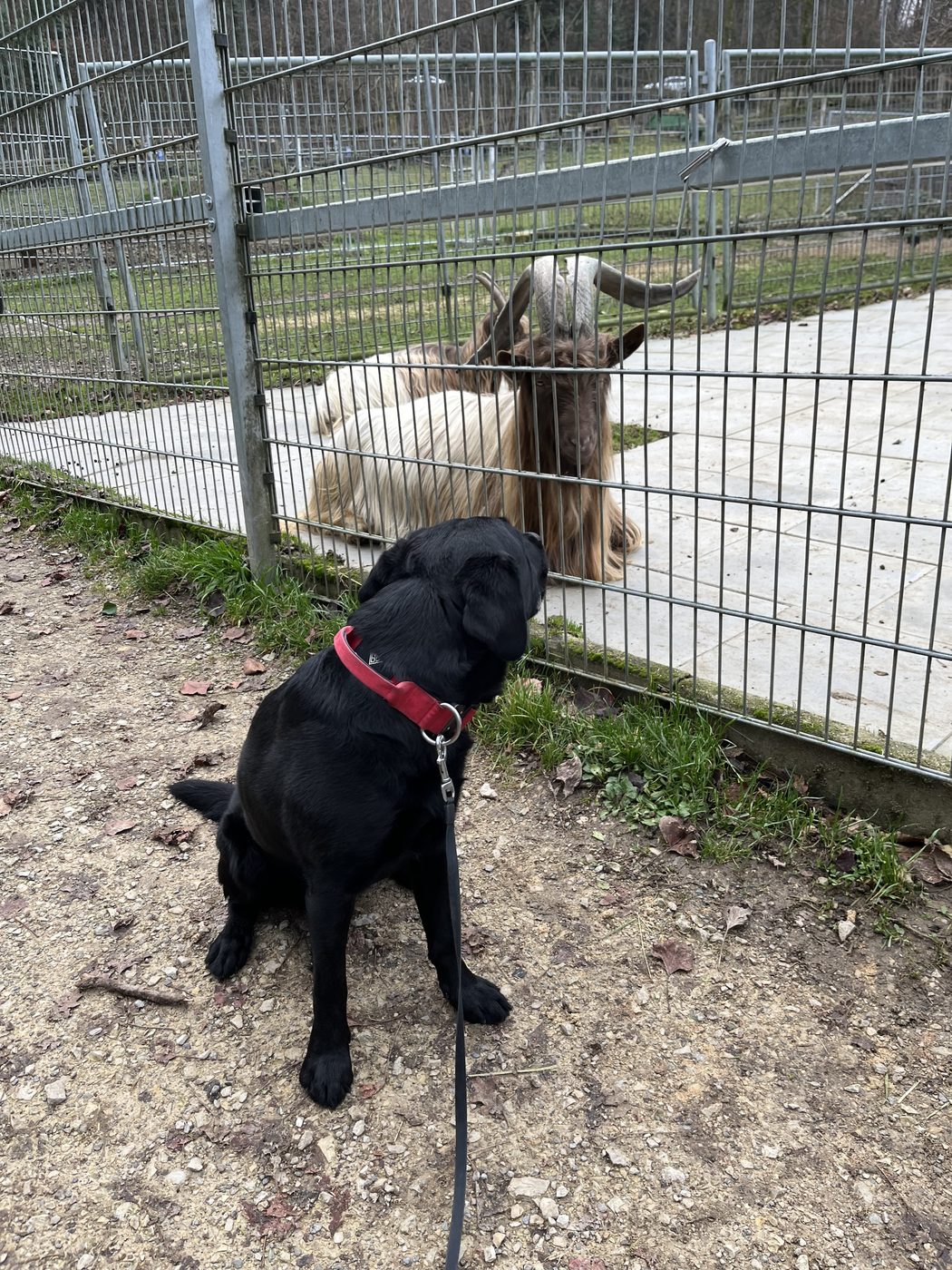 Nino steht am Zaun des Tierparks Bad Zurzach und schaut zu einer Walliser Schwarzhalsziege hinüber.