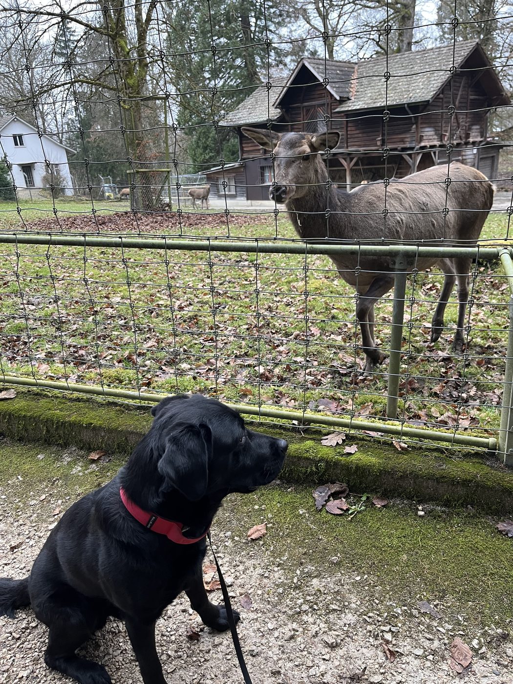 Nino steht am Zaun des Hirschparks Zofingen, im Hintergrund ein Hirsch.