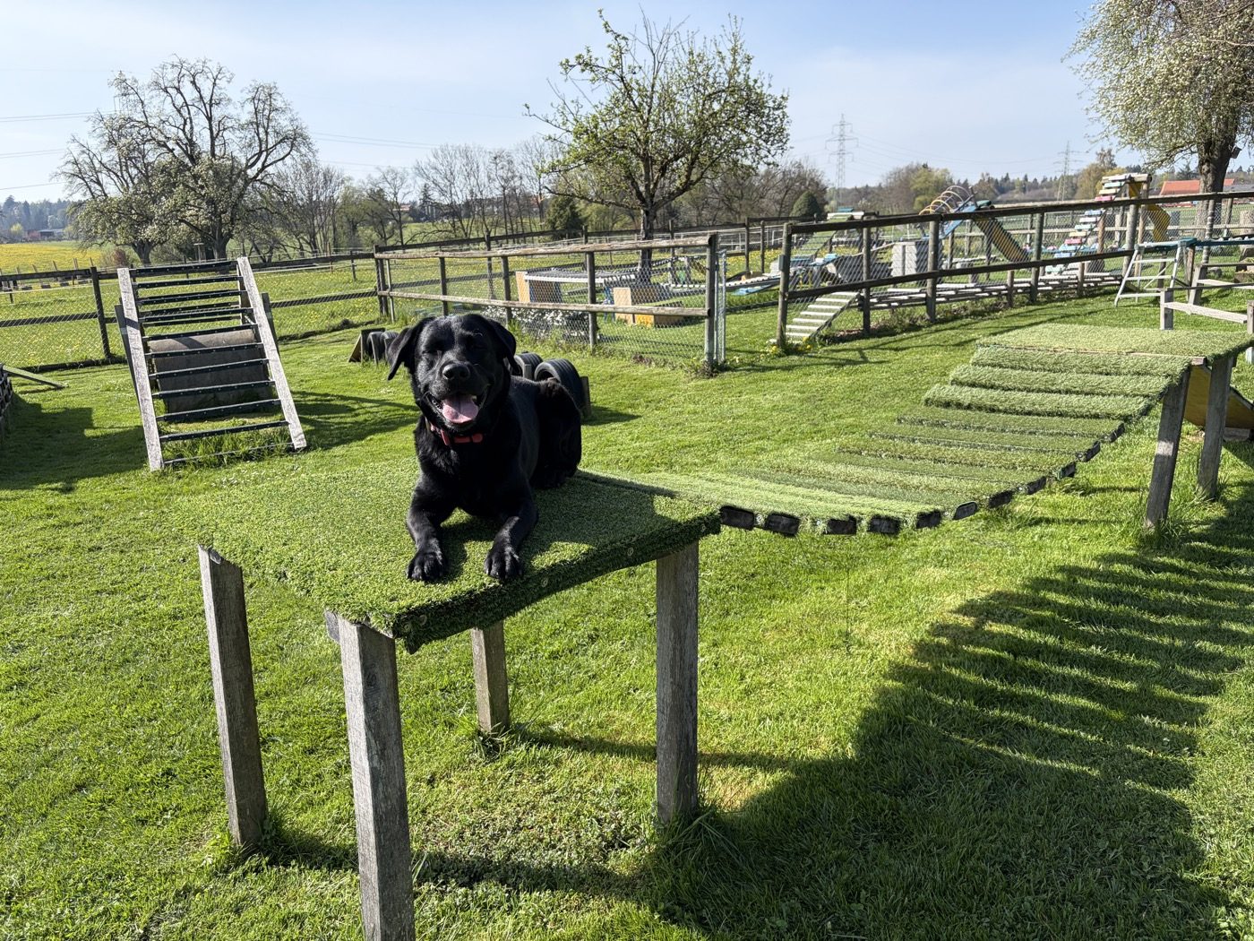 Nino springt über ein Hindernis auf dem Bewegungsparcours im KynoBalance Park.