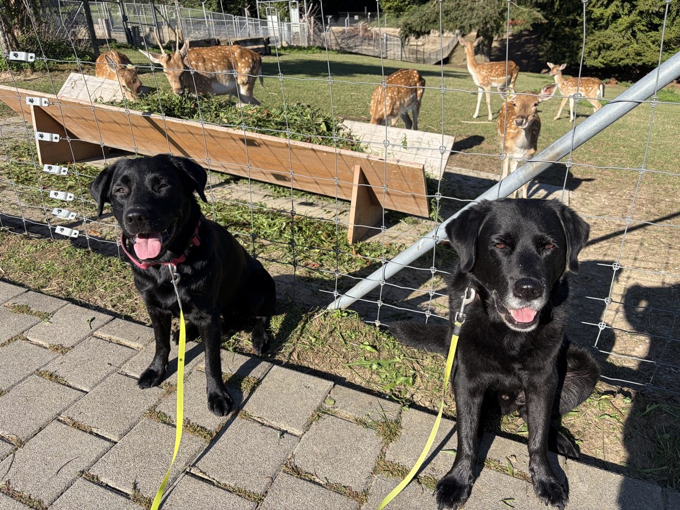 Nino und Joschi (Ninos Onkel) sitzen am Zaun, im Hintergrund ein Damwild-Gehege.