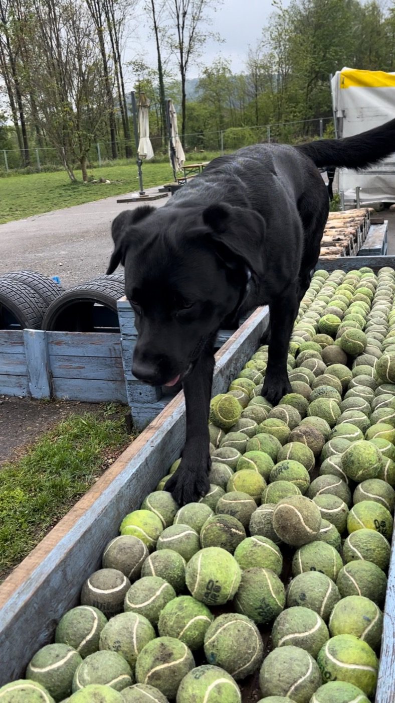 Nino steht mit den Vorderpfoten in einem grossen Becken voller Tennisbälle.