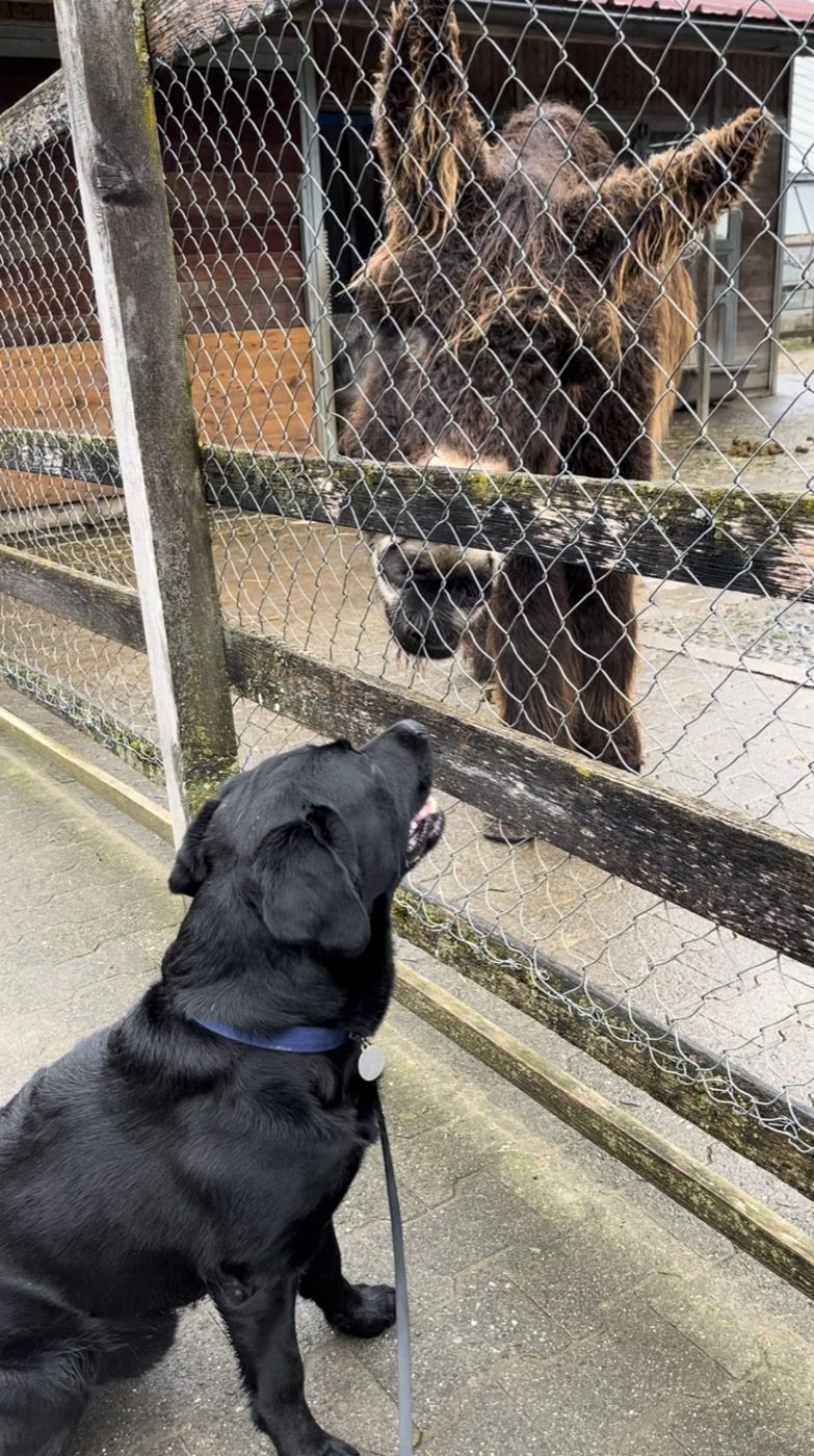 Nino steht am Zaun des Klein-Tierparks Reusspark und schaut zu einem Esel hinüber.