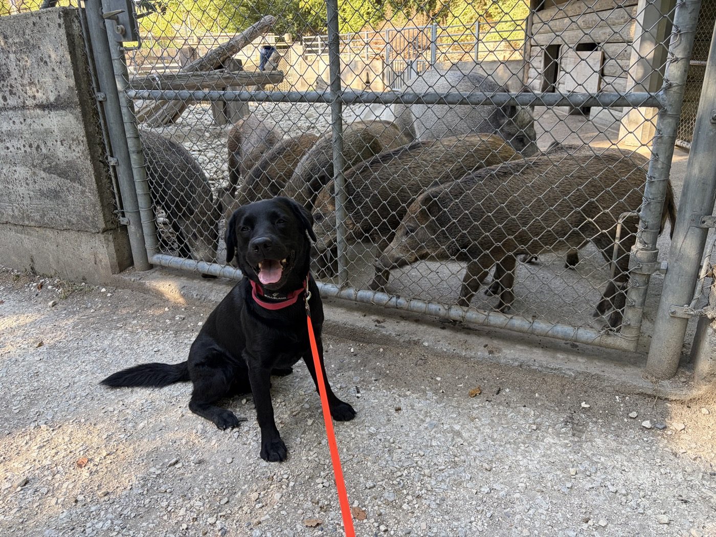 Nino sitzt an der Leine vor dem Gehege, im Hintergrund Wildschweine.