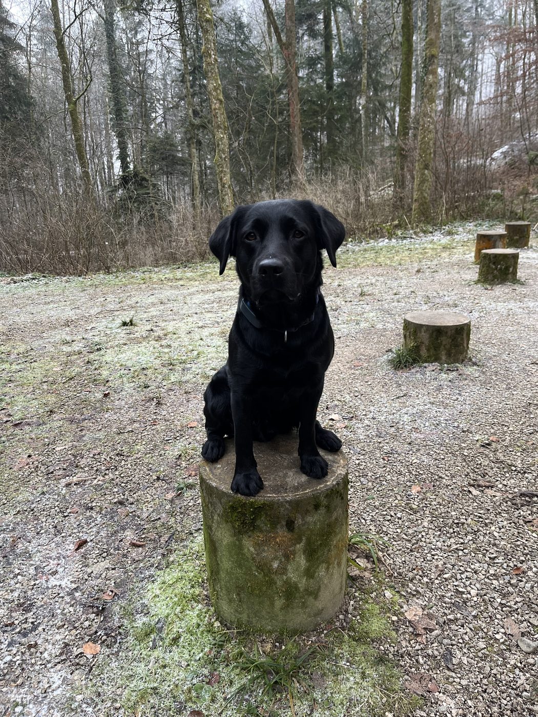 Nino steht auf einem bemoosten Baumstamm am Vita Parcours Birr-Lupfig.