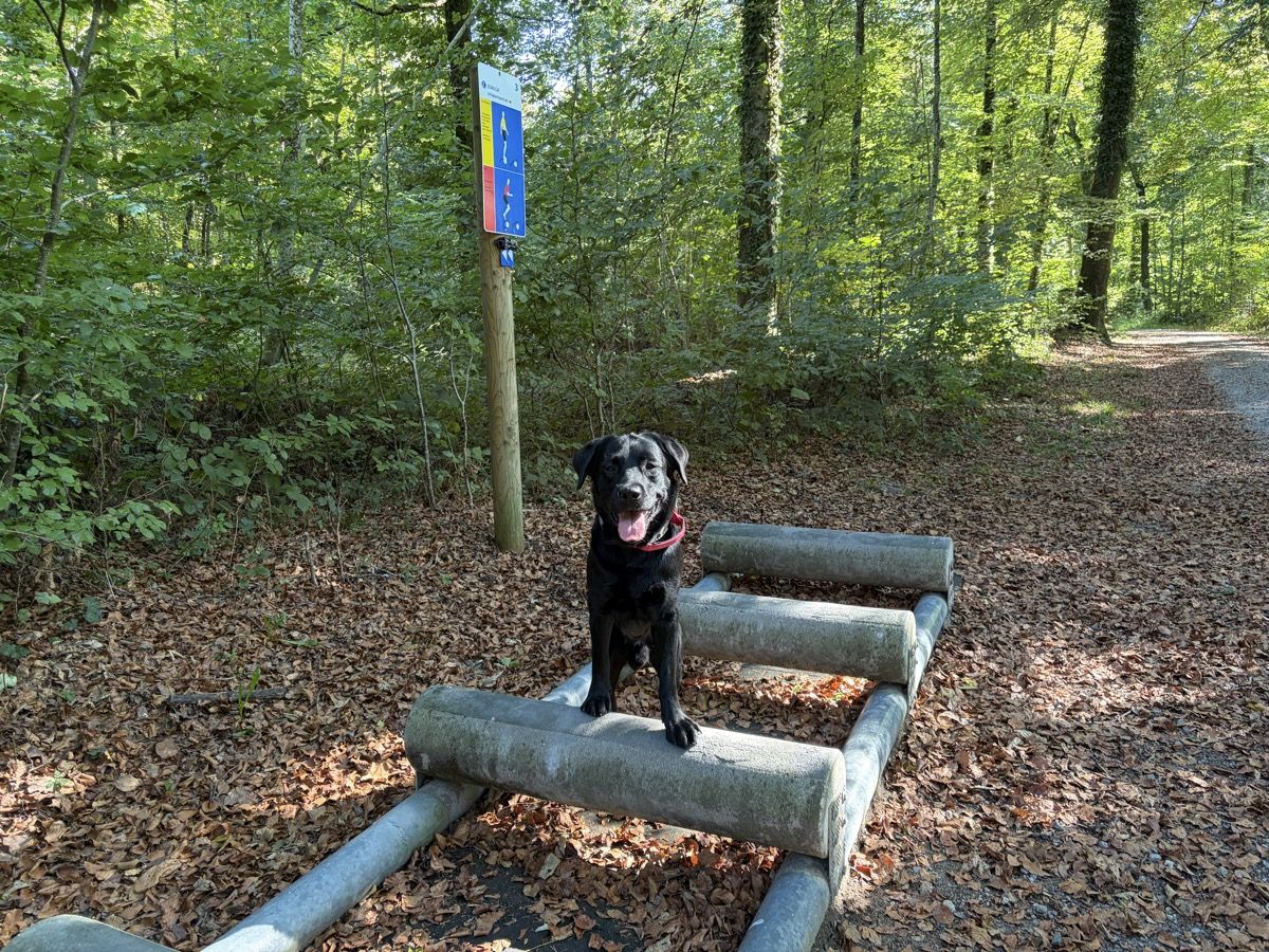 Nino steht auf dem Balancierbalken beim Vita Parcours Wohlen, daneben ein Wegweiser-Schild.